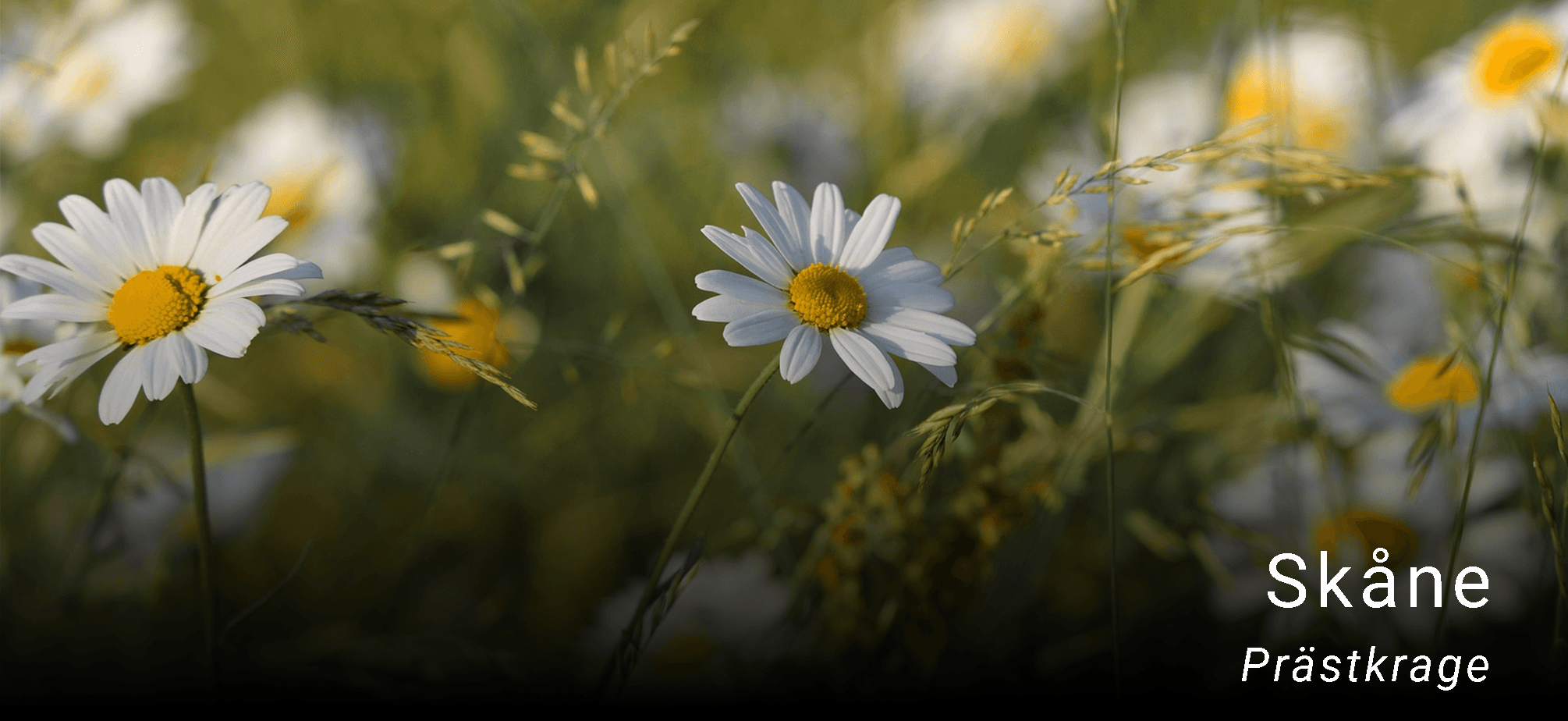 Skånes landskapsblomma