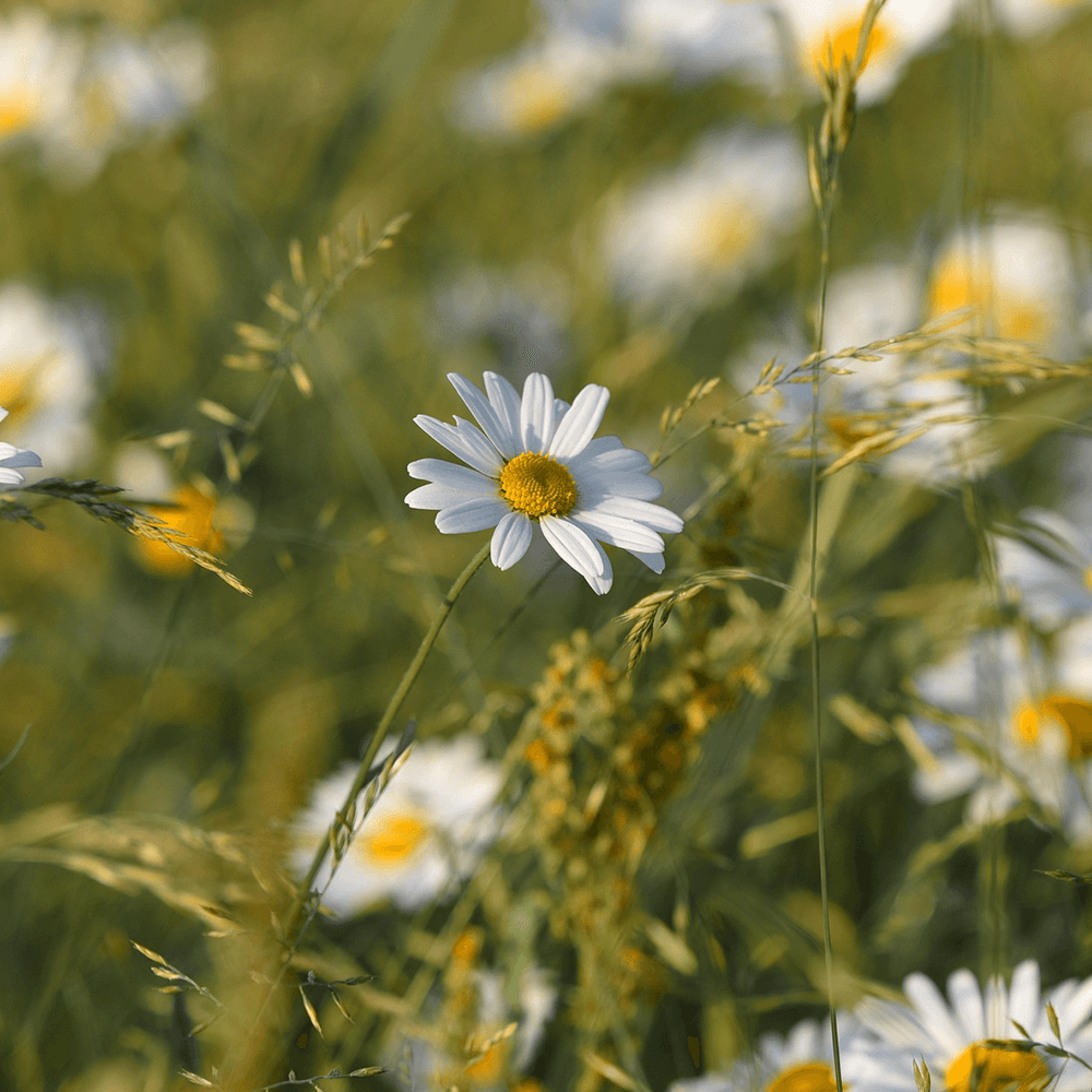 Skånes landskapsblomma prästkrage
