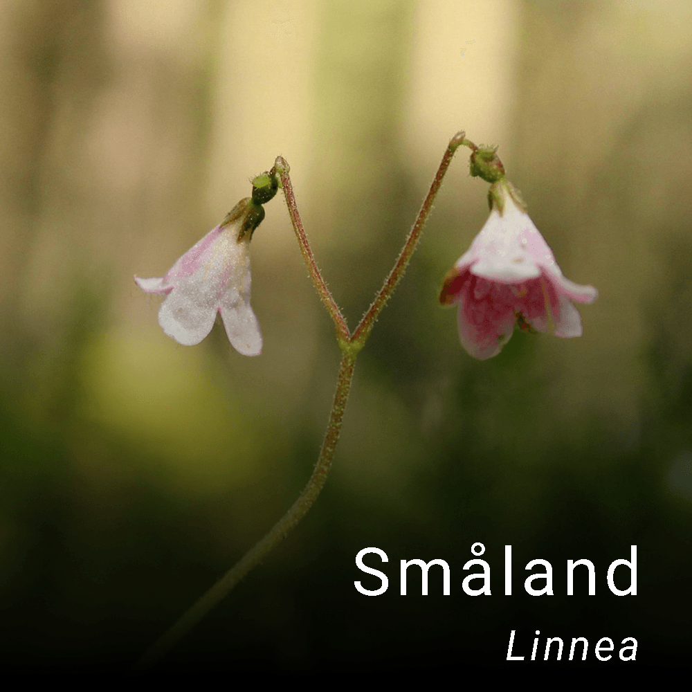 Smålands landskapsblomma