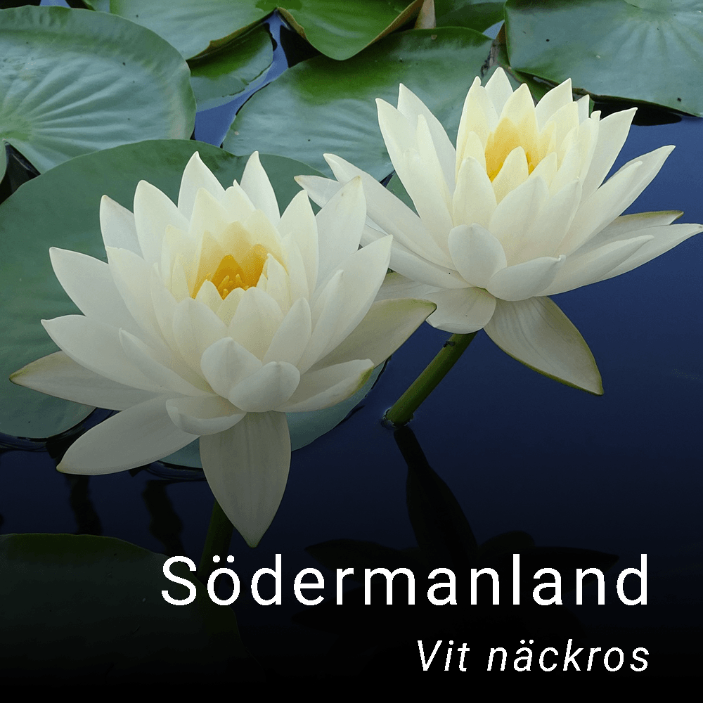 Södermanlands landskapsblomma