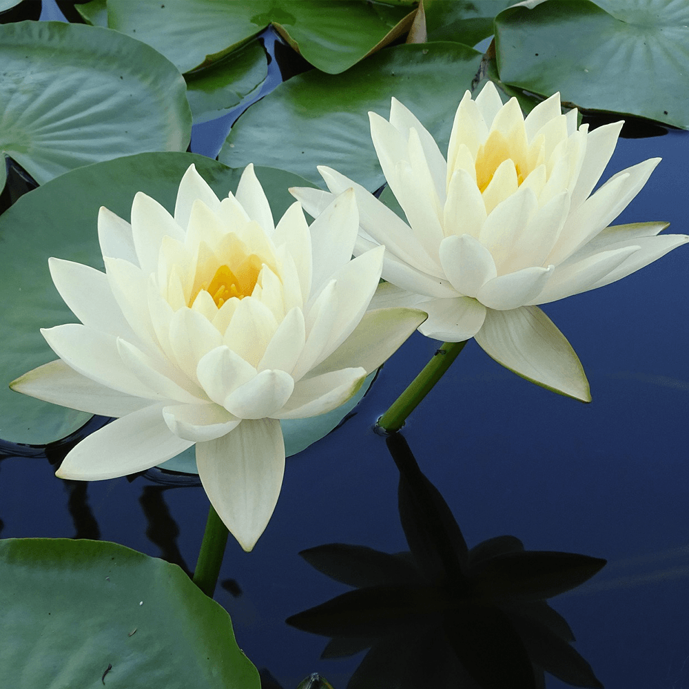 Södermanlands landskapsblomma vit näckros