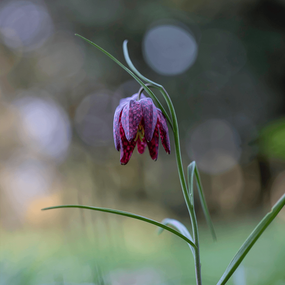 Upplands landskapsblomma kungsängslilja