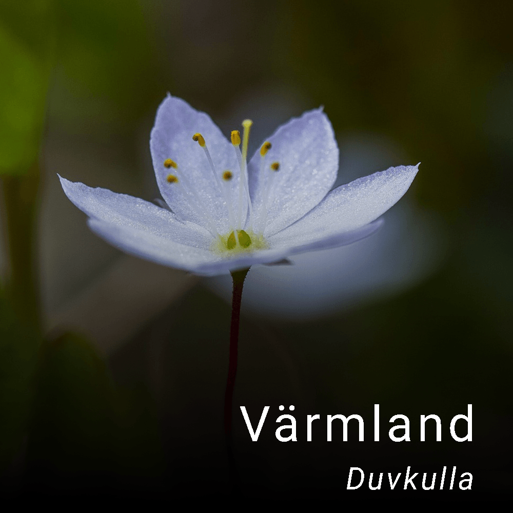 Värmlands landskapsblomma