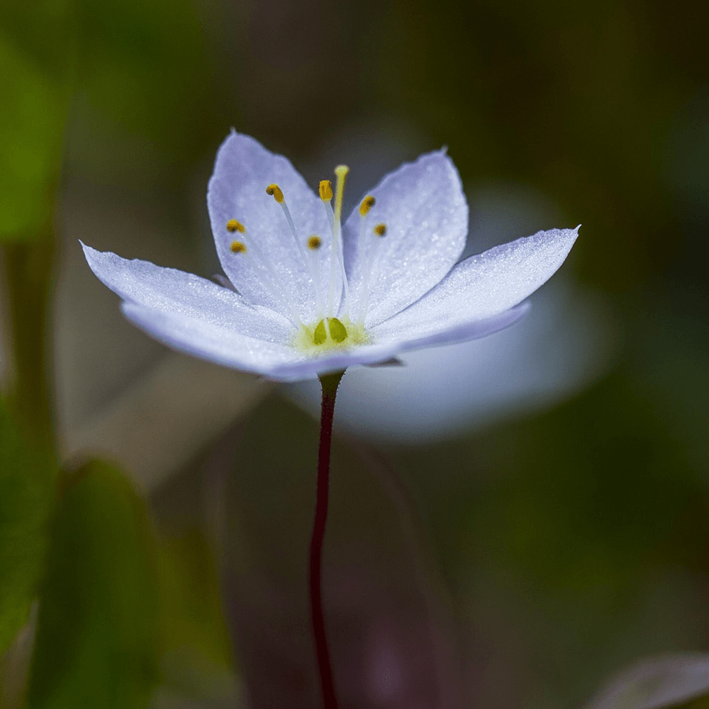 Värmlands landskapsblomma duvkulla