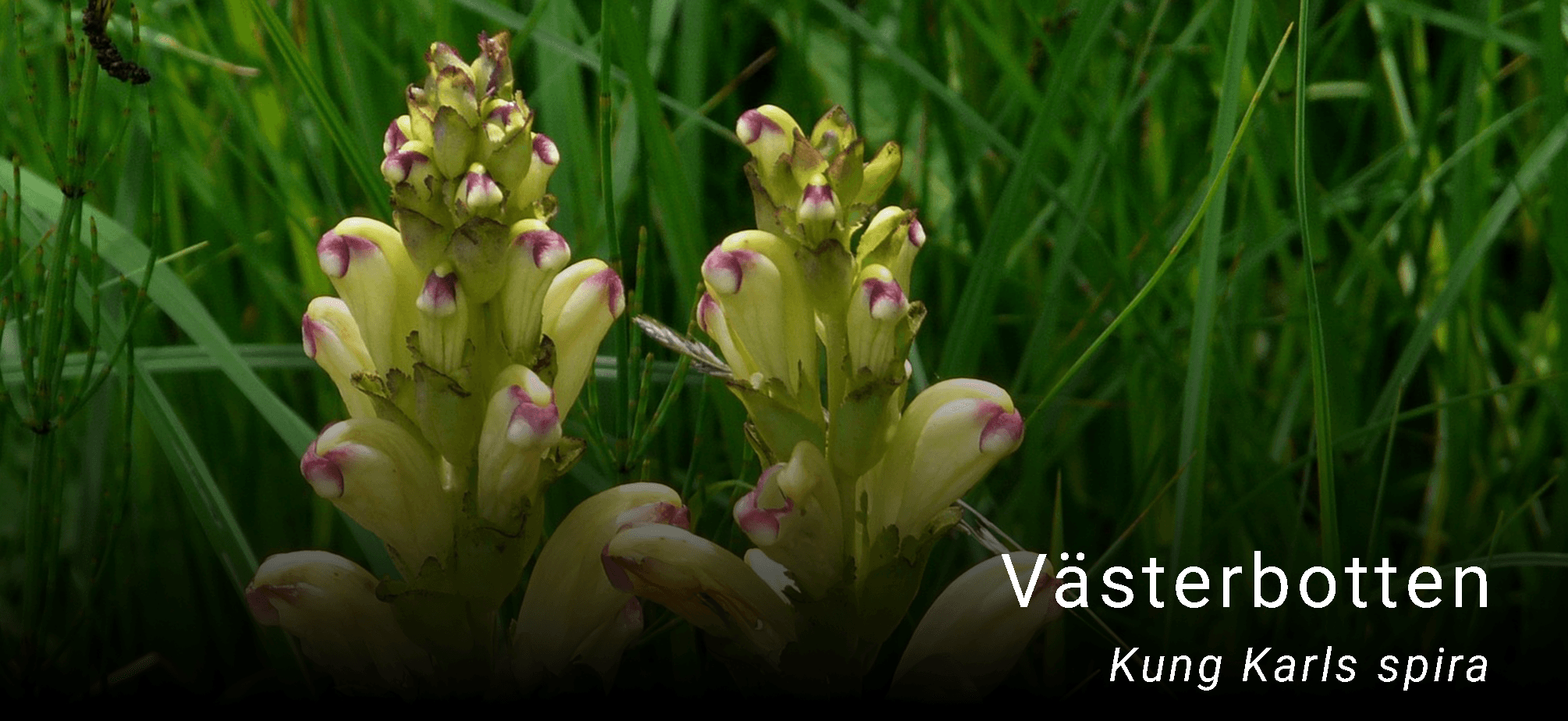 Västerbottens landskapsblomma