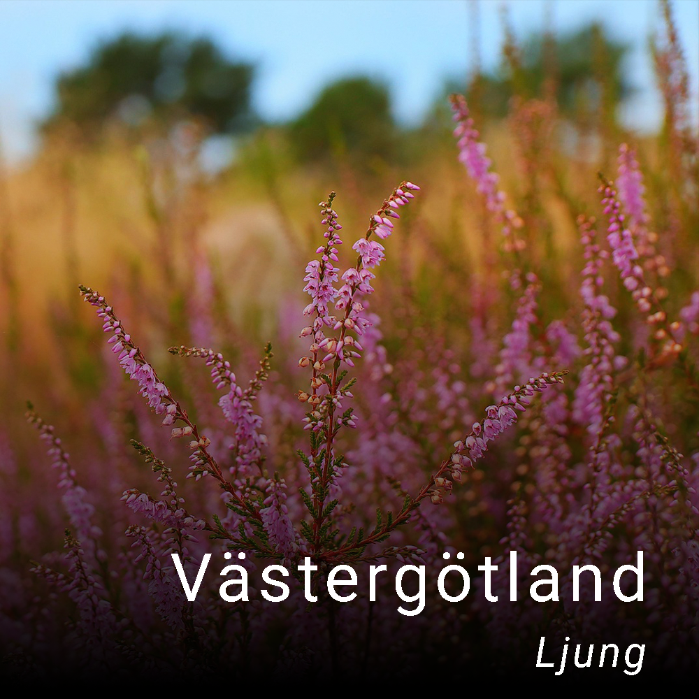 Västergötlands landskapsblomma