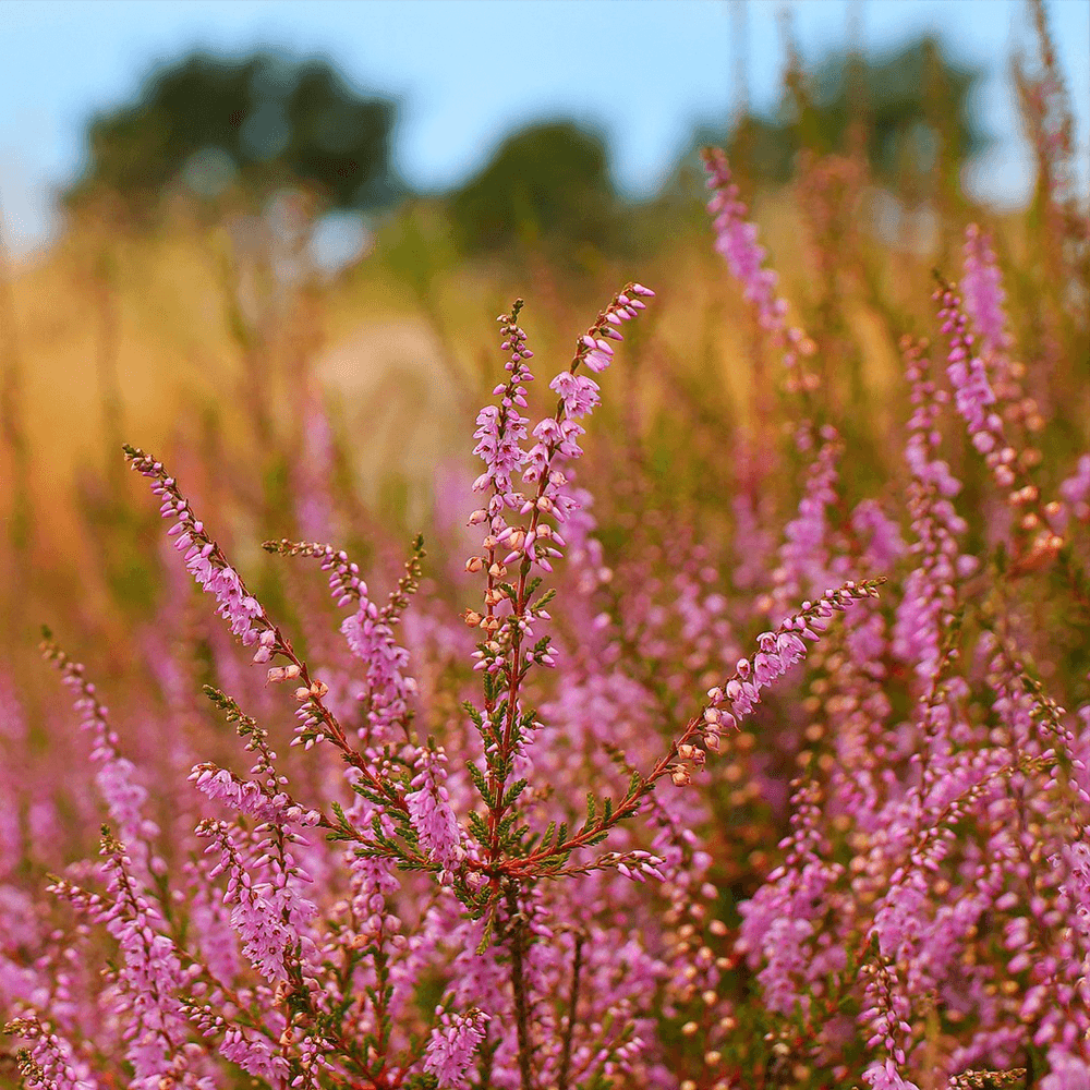 Västergötlands landskapsblomma ljung