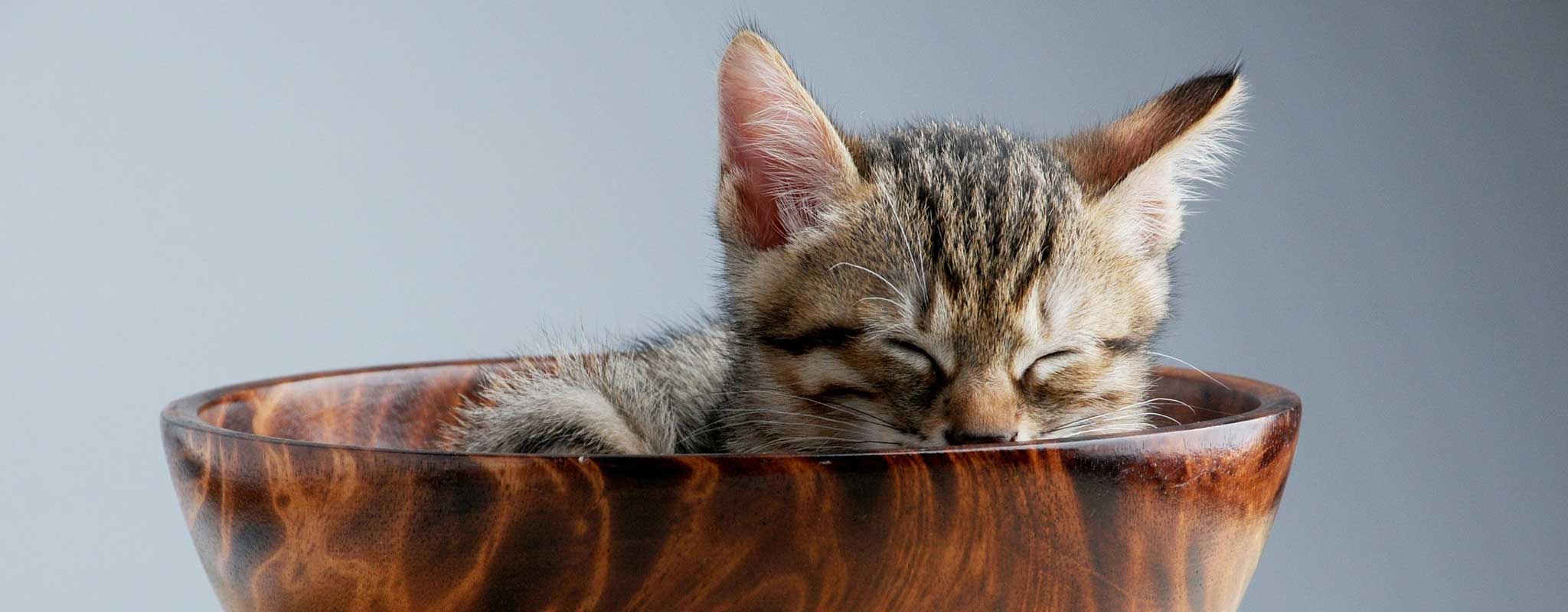 Temadagar i november