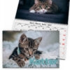 Väggkalender Katter Medium 2027 2