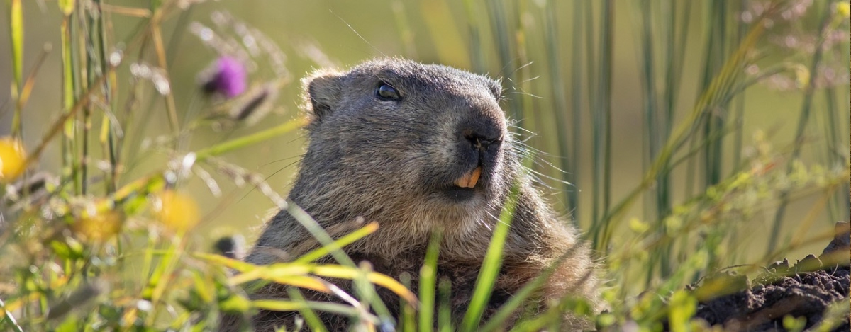 Ett murmledjur tittar upp ur sin håla, omgiven av blommor och strån.