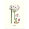 Affisch Medium Blomvass