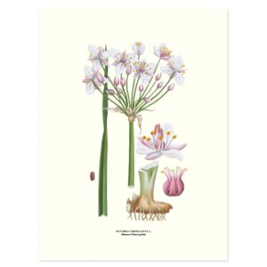 Affisch Medium Blomvass