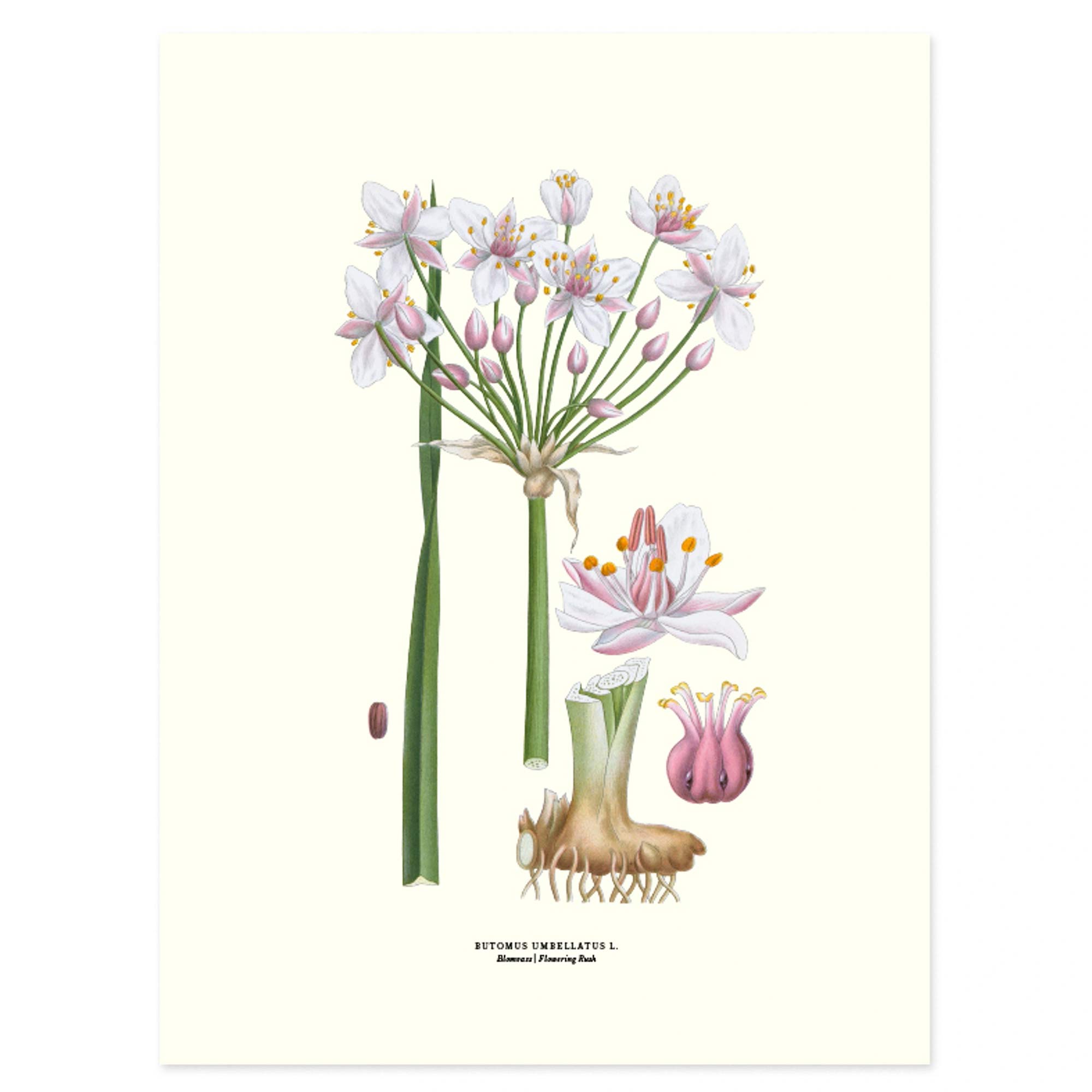 Affisch Medium Blomvass